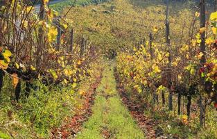 vinhas e campos do interior do Piemonte, Itália foto