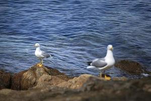 gaivotas nas rochas da ilha de Porquerolles foto