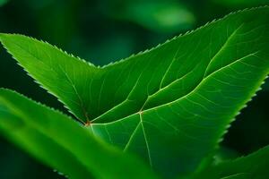 uma fechar acima do uma folha com verde folhas. gerado por IA foto