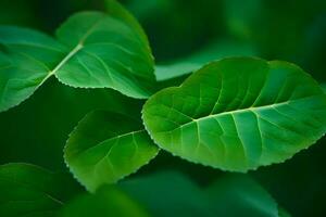 uma fechar acima do verde folhas em uma plantar. gerado por IA foto