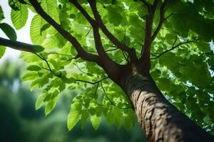 uma árvore com verde folhas e luz solar. gerado por IA foto