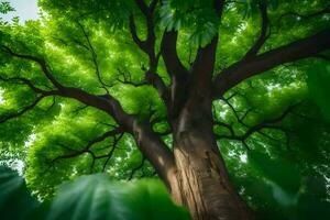 uma árvore é visto a partir de abaixo com verde folhas. gerado por IA foto