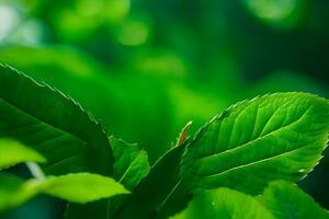 uma fechar acima do verde folhas dentro a luz solar. gerado por IA foto