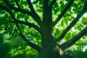 uma árvore com verde folhas e luz solar. gerado por IA foto