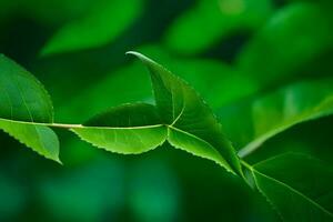 uma fechar acima do uma verde folha. gerado por IA foto