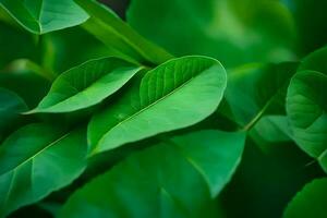 uma fechar acima do verde folhas em uma árvore. gerado por IA foto