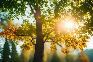 outono árvore com Sol brilhando através folhas. gerado por IA foto