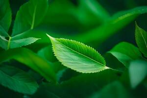 uma fechar acima do verde folhas em uma árvore. gerado por IA foto