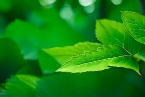 verde folhas dentro a floresta. gerado por IA foto