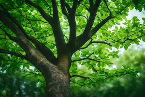 uma árvore com verde folhas e uma brilhante Sol. gerado por IA foto