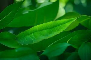 uma fechar acima do verde folhas em uma árvore. gerado por IA foto