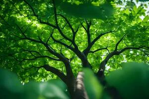 uma árvore com verde folhas e luz solar. gerado por IA foto