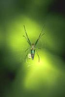 aranha verde e amarela de pernas compridas na natureza foto