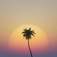 palmeira com pôr do sol quente