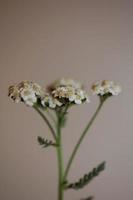 flor de flor branca close-up fundo impressão achillea millefolium foto