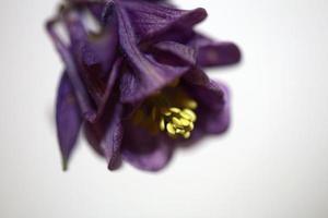 flor selvagem flor fundo aquilegia vulgaris família ranunculaceae foto