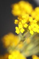 flor flor macro aurinia saxatilis família brassicaceae fundo foto