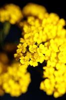 flor flor macro aurinia saxatilis família brassicaceae fundo foto