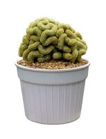 mamillaria alongada cristata miniatura cacto planta de casa dentro Panela isolado em branco fundo para pequeno jardim e seca tolerante plantar foto