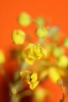 flor flor berberis aquifolium família berberidaceae macro foto