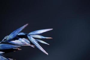Triticum aestivum decoração de trigo colorido em azul botânico foto