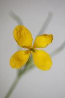 flor flor perto papaveraceae da família chelidonium majus foto