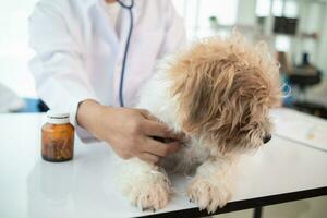 veterinário é examinando doente cachorros tão elas pode dar você certo medicação e vacinações para tratar eles. levando Cuidado do seu animal ou cachorro saúde de tendo veterinário diagnosticar a doença e tratar isto. foto