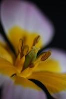 flor flor close up crocus vernus family iridaceae botânica foto