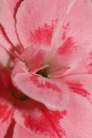 flor de flor macro dianthus caryophyllus família caryophyllaceae foto