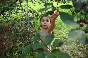 uma pequeno adorável menina puxa dela mão acima para escolher cerejas dentro a jardim. colheita cereja em uma verão dia foto