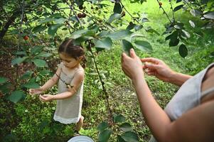 fofa bebê menina com dela mãe colheita cerejas dentro Pomar foto