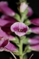 flor flor close up digitalis purpurea família plantaginaceae foto