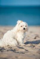 maltês branco cachorro em a de praia foto