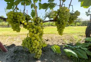 uvas dentro Vinhedo. doce e maduro branco uvas em a arbusto. foto