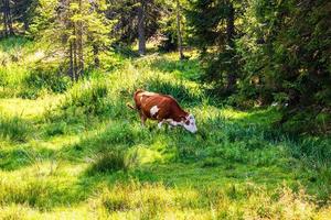vaca em pé e pastando em campo gramado, dia de sol foto