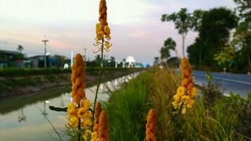 amarelo flores flor ao longo a Vizinhança canal estrada foto