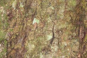 textura da casca de árvore para o fundo foto