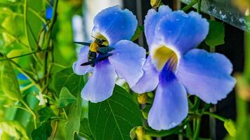 carpinteiro abelhas com azul asas forrageamento em uma flor foto