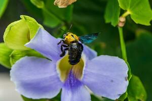 carpinteiro abelhas com azul asas forrageamento em uma flor foto