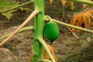 verde mamão crescendo em uma mamão árvore, mamão frutas do mamão árvore dentro a jardim foto