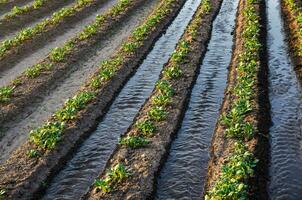 rega linhas do batata arbustos. superfície irrigação. agricultura e agronegócio. água fluxo. umedecimento. crescendo legumes em a Fazenda. olericultura. crescendo cultivo dentro a jardim. jardinagem. foto