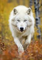 a Lobo olhar, uma momento do vida dentro a ártico região selvagem. ai generativo foto