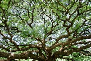 ampla árvore galhos dentro Tailândia estão chamado caranguejo garra, chacha, ou vermelho Chamchuri, é ampla árvore. isto tem muitos galhos, pequeno folhas, Rosa flores, turista atrações dentro kanchanaburi província foto