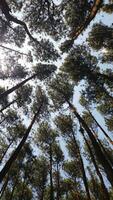 Alto ângulo Visão do pinho floresta foto