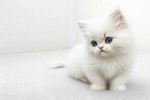 fofo persa gatinho encarando com curioso. ai generativo pró foto