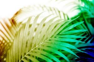 folha de palmeira tropical colorida com sombra na parede branca foto