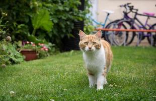 gato no jardim foto