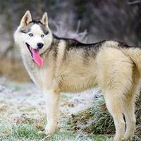 manhã geadas de outono na grama, cachorro husky, cachorro passear na floresta. foto