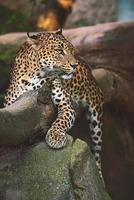 leopardo do Ceilão descansando em árvore foto
