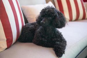 Poodle toy preto lindo descansando em um sofá ao ar livre foto